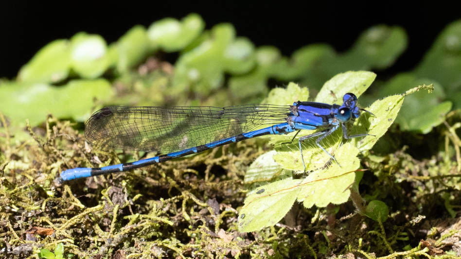 Argia elongata (Thorn-tipped Dancer)-2.jpg